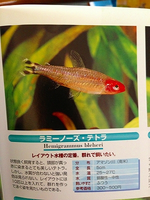 すいそう 魚 熱帯魚 ラミーノーズ