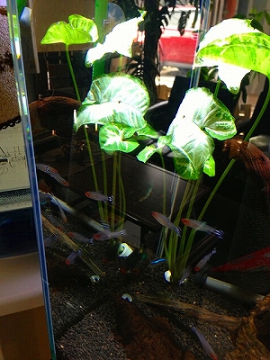 水槽 水草 熱帯魚 LED ライト