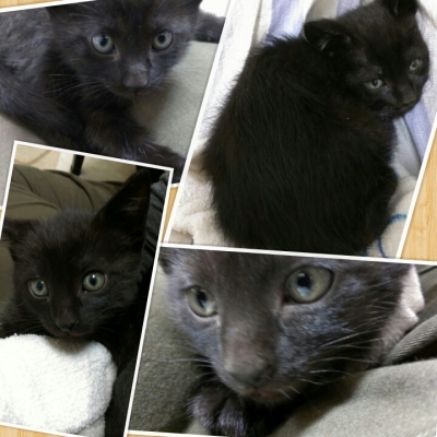 仔猫