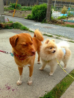 タロー君 ポメラニアン 俊介君 犬 座敷犬