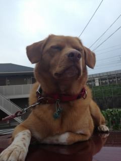 TIG ティグレ 犬 雑種 ミックス犬