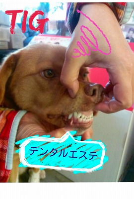歯