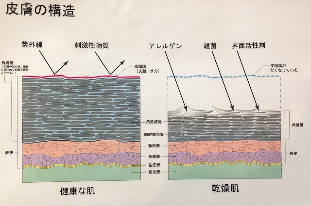 皮膚の構造 皮脂膜 肌のケア