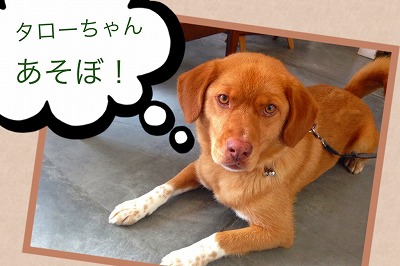 TIG 富士 美容院 看板犬
