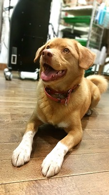 TIG 犬 5歳 雑種 MIX犬