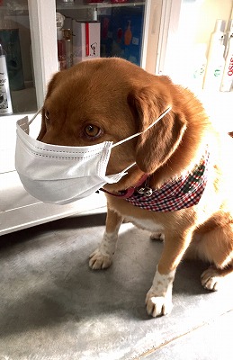 犬 花粉シーズン到来