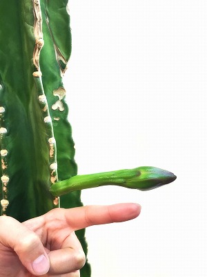 サボテンの花 サボテン 日記 多肉植物