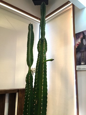 サボテンの花 サボテン 日記 多肉植物