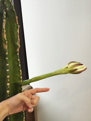 サボテンの花 サボテン 日記 多肉植物