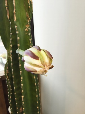 サボテンの花 サボテン 日記 多肉植物