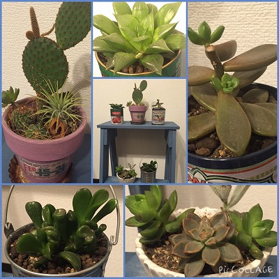 多肉植物 鉢植え