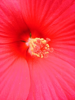 タイタンビカス 夏の花 ショッキングピンクの花