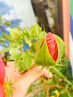 花のつぼみ 自由研究 花の観察