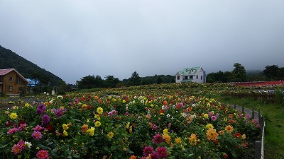 ダリア 花 グリンパ