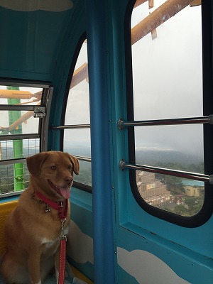 観覧車 グリンパ 犬