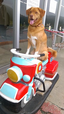 犬 乗り物