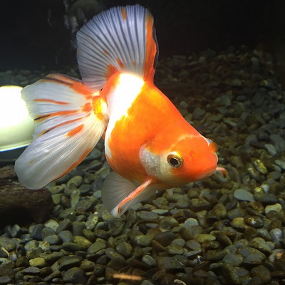 ときのすみか 時之栖 金魚 イルミネーション アクアリウム