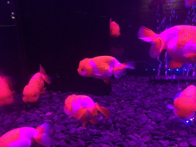 ときのすみか 時之栖 金魚 イルミネーション アクアリウム