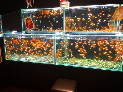 ときのすみか 時之栖 金魚 イルミネーション アクアリウム