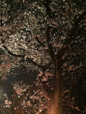 桜 夜桜見物 静岡県