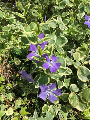 花壇 花 春