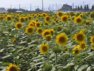 20060905_213522.jpg