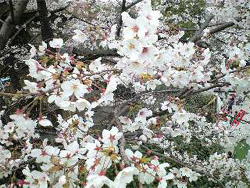 桜花見で公衆無線LAN