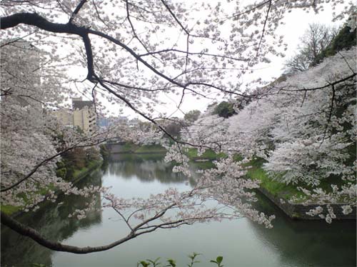 千鳥ヶ淵の桜
