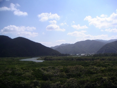 住用村マングローブ林