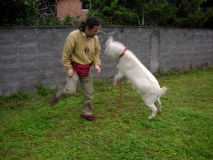 ringo_kamezo_2
