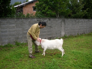 ringo_kamezo_3