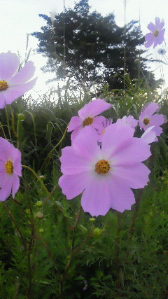 201009290554000.jpg