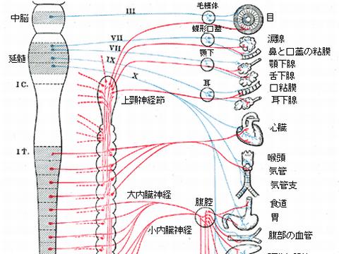 自律神経 鰓弓筋