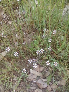 お花さん