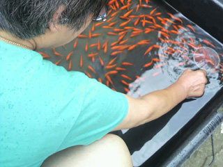 金魚すくい練習場