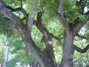 kinomiyako