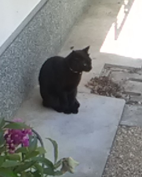 黒猫