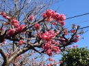 紅梅