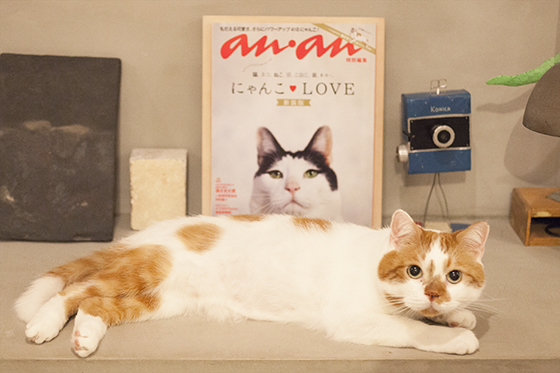 どんこ