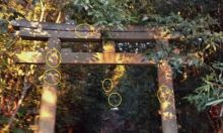 鳥居の動物霊
