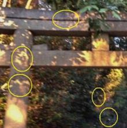 鳥居の動物霊拡大