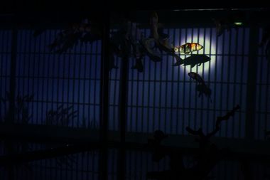 アートアクアリウム2013