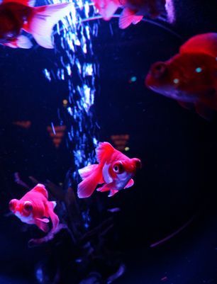 アートアクアリウム2013