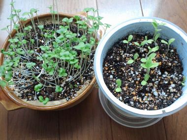 土鍋で育てるシャキシャキ野菜とベジフィール レタス