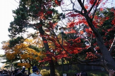 乾通りの紅葉