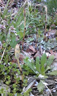 Image6331.jpg