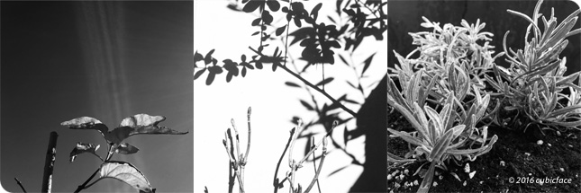 Winter Garden