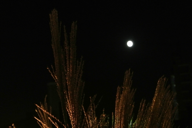 DSC_2813.jpg