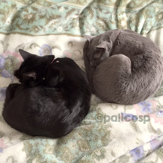 猫の日