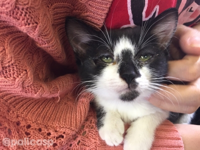 動物保護団体PONT保護猫さん